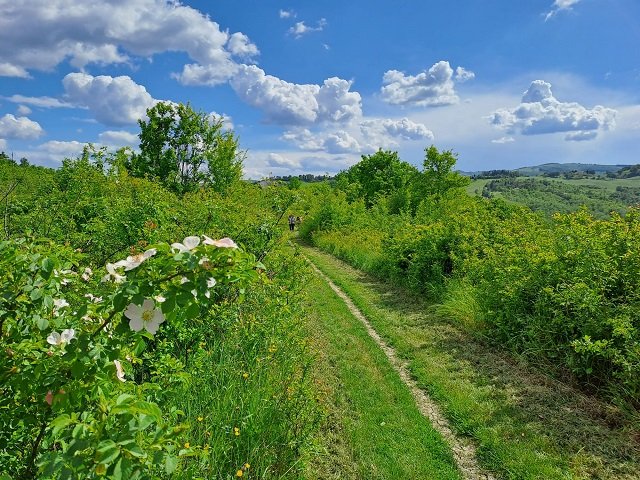 Open Weekend Colli Bolognesi