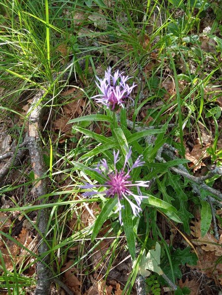 I Tesori di Monte Bibele