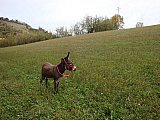 Omero e la Valsamoggia