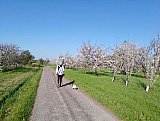 Il Giappone tra Bologna e Modena