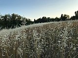 Tramonto al colle di Tizzano