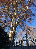 Maestri Alberi