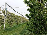 Passeggiata tra i ciliegi in fiore