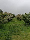 Passeggiata tra i ciliegi in fiore