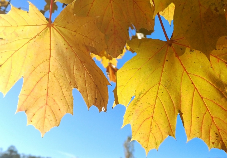 Effetto_Biofilia_-_241124
