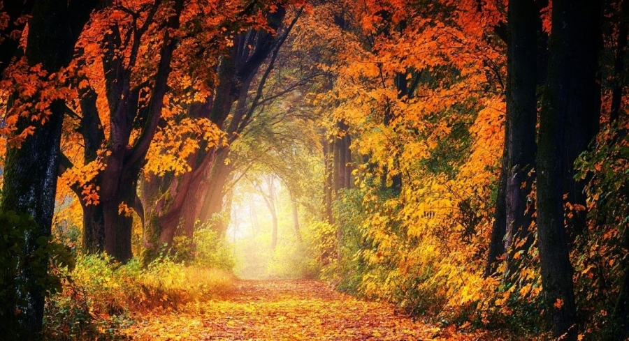 Foliage - 1